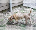 Small #1 Mutt