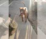 Small #1 American Staffordshire Terrier