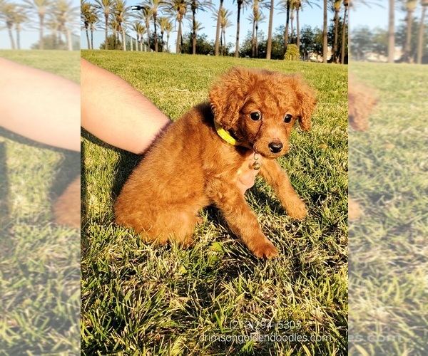 Medium Photo #3 Goldendoodle (Miniature) Puppy For Sale in BREA, CA, USA