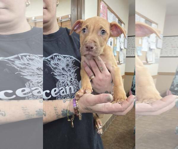 Medium Photo #2 Mutt Puppy For Sale in Martinsburg, WV, USA