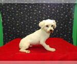 Small #1 Maltese