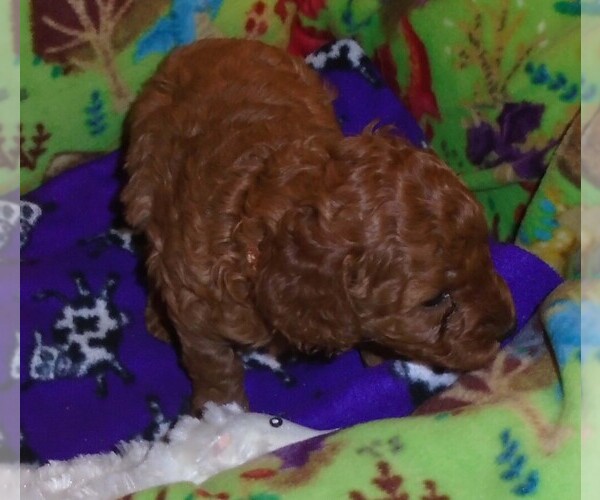 Medium Photo #3 Poodle (Standard) Puppy For Sale in CLATSKANIE, OR, USA