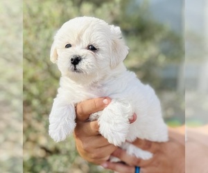 Mastiff Puppy for sale in CASA GRANDE, AZ, USA