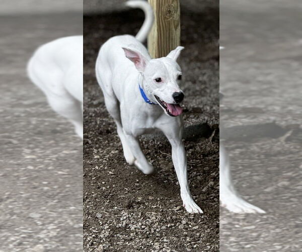 Medium Photo #7 Mutt Puppy For Sale in Elmsford, NY, USA