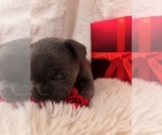 Small #1 French Bulldog