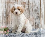 Small #3 Goldendoodle (Miniature)