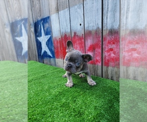 French Bulldog Puppy for sale in HOUSTON, TX, USA