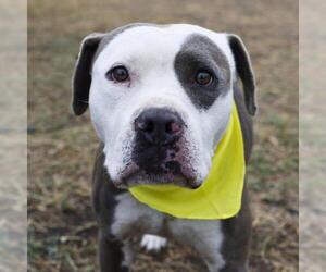 American Bulldog Dogs for adoption in San Antonio, TX, USA