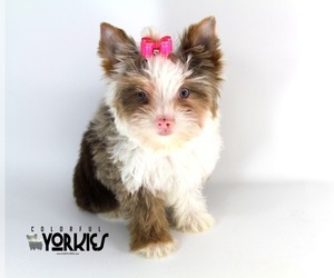 Mother of the Yorkshire Terrier puppies born on 06/29/2019