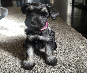 Schnauzer (Miniature) Puppy for sale in LOS ANGELES, CA, USA