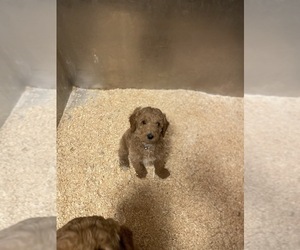 Goldendoodle-Poodle (Miniature) Mix Puppy for sale in DAYTON, VA, USA