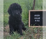 Puppy 6 Poodle (Standard)