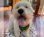 Small #1 Wheaten Terrier Mix