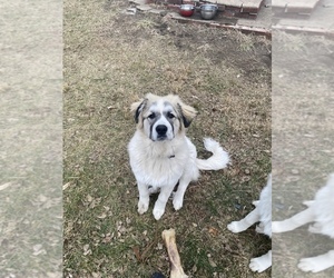 Great Pyrenees Puppy for sale in LOUISBURG, KS, USA