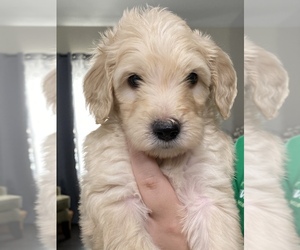 Goldendoodle Puppy for sale in BEREA, KY, USA
