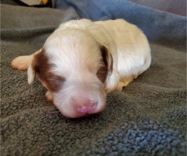 Medium Photo #3 Bernedoodle (Miniature) Puppy For Sale in LEETONIA, OH, USA