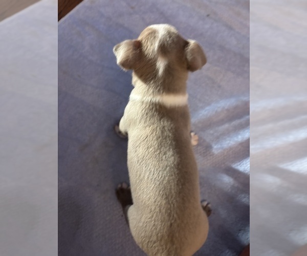 Medium Photo #2 Boston Terrier Puppy For Sale in HOWELL, NJ, USA