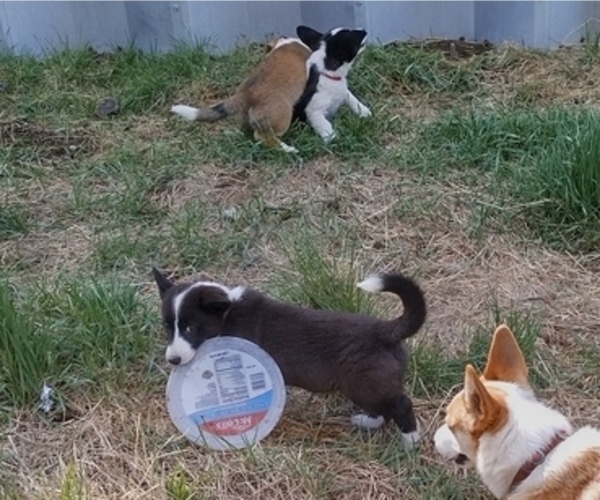 Medium Photo #42 Border Collie-Pembroke Welsh Corgi Mix Puppy For Sale in CHILOQUIN, OR, USA