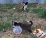 Small Photo #42 Border Collie-Pembroke Welsh Corgi Mix Puppy For Sale in CHILOQUIN, OR, USA