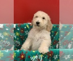 Small Photo #3 Poodle (Standard) Puppy For Sale in WILSONVILLE, OR, USA