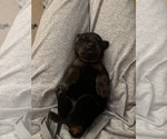 Small #3 Doberman Pinscher