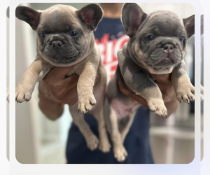 French Bulldog Puppy for sale in GLENN HEIGHTS, TX, USA