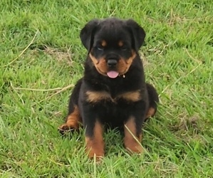 Rottweiler Puppy for Sale in BYRON, Georgia USA