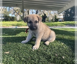 German Shepherd Dog-Great Dane Mix Puppy for Sale in SARASOTA, Florida USA