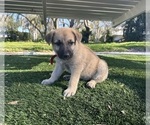 Small Photo #1 German Shepherd Dog-Great Dane Mix Puppy For Sale in SARASOTA, FL, USA