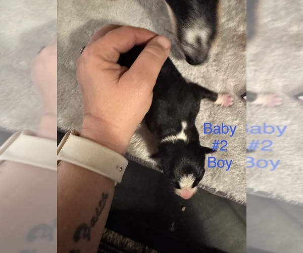 Medium Photo #5 Border-Aussie Puppy For Sale in MADRID, IA, USA