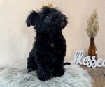 Small #8 YorkiePoo