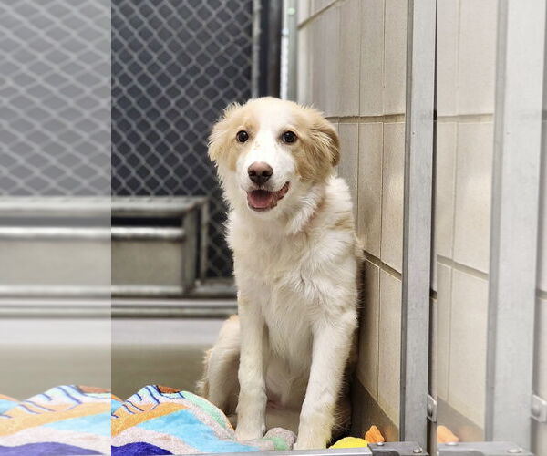 Medium Photo #1 Border Collie-Collie Mix Puppy For Sale in Pueblo West, CO, USA