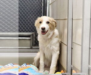 Border Collie-Collie Mix Dogs for adoption in Pueblo West, CO, USA