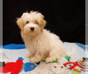 Maltipoo (Miniature) Puppy for sale in PATERSON, NJ, USA