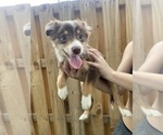 Puppy 4 Australian Shepherd-Border-Aussie Mix