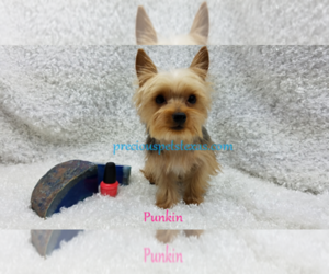 Mother of the Yorkshire Terrier puppies born on 10/04/2019