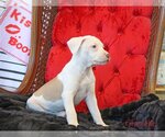 Small Photo #19 Mutt Puppy For Sale in Wakefield, RI, USA