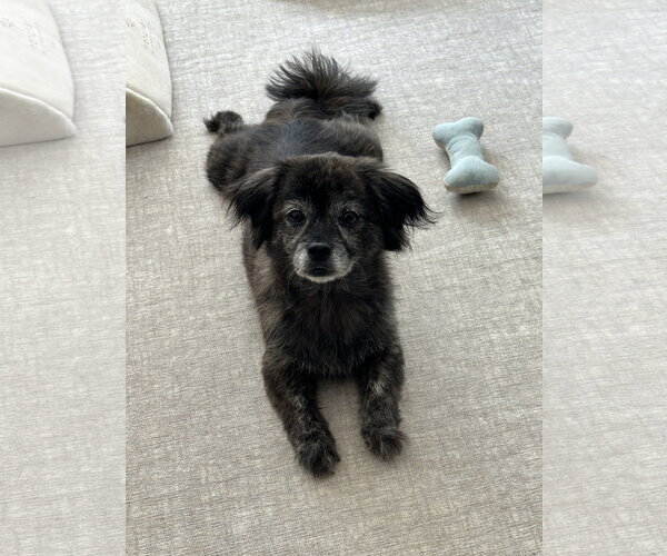 Medium Photo #6 Pekingese-Unknown Mix Puppy For Sale in Sykesville, MD, USA