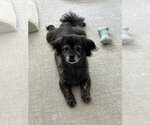 Small #5 Pekingese Mix