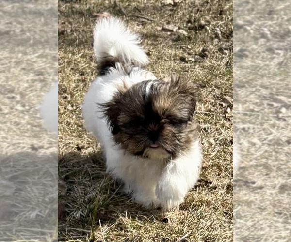 Medium Photo #6 Shih Tzu Puppy For Sale in FAIR HAVEN, MI, USA