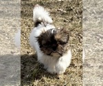 Small #5 Shih Tzu
