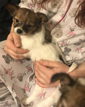 Medium Photo #1 Papillon Puppy For Sale in CO SPGS, CO, USA