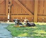 Small #3 Beagle Mix