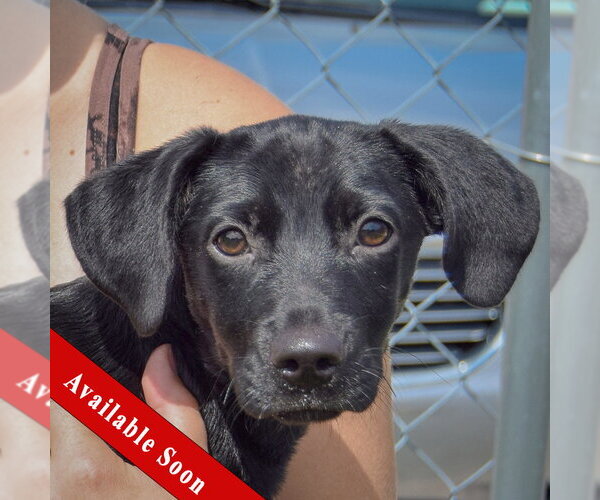 Medium Photo #1 Chiweenie Puppy For Sale in Huntley, IL, USA