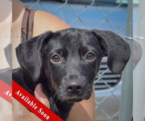 Chiweenie Dogs for adoption in Huntley, IL, USA