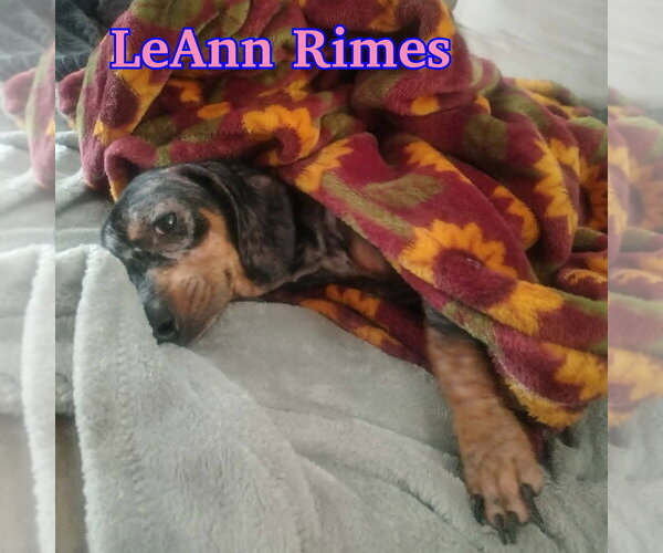 Medium Photo #14 Dachshund Puppy For Sale in San Antonio, TX, USA
