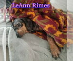Small #13 Dachshund