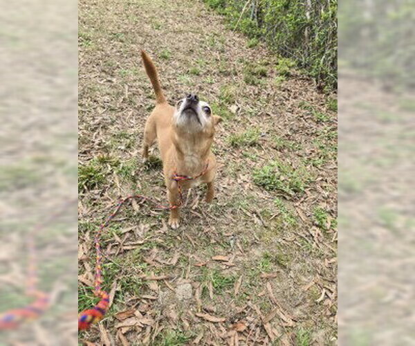 Medium Photo #2 Chihuahua Puppy For Sale in Glen Allen, VA, USA