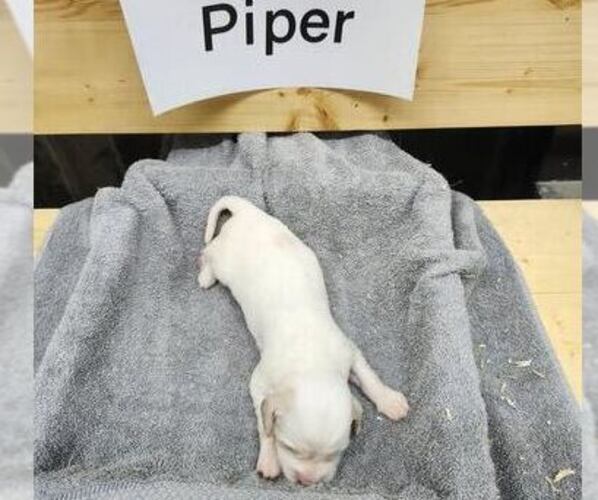 Medium Photo #11 English Setter Puppy For Sale in HANCOCK, MN, USA