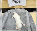 Puppy Piper English Setter